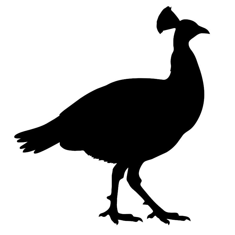 Peacock 1