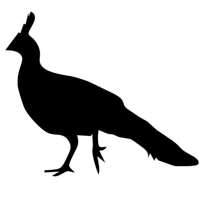 Peacock  4